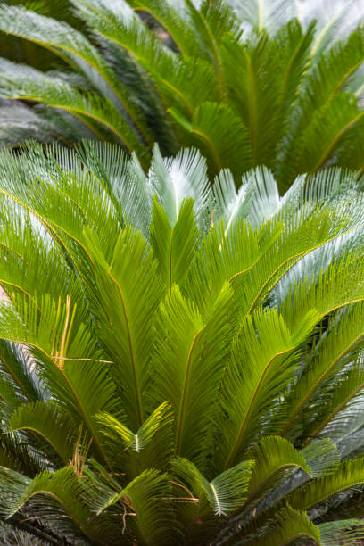 istock View of palm tree leaf in Botanical garden 1410511017