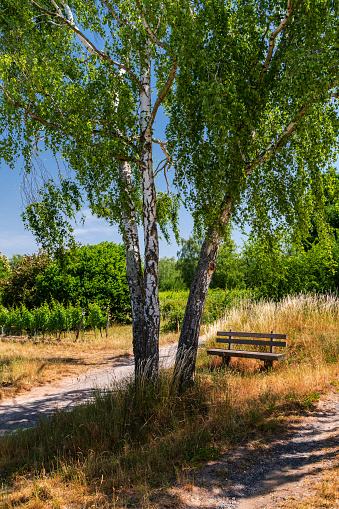 Shady place with a bench under a birch tree in summerly nature
