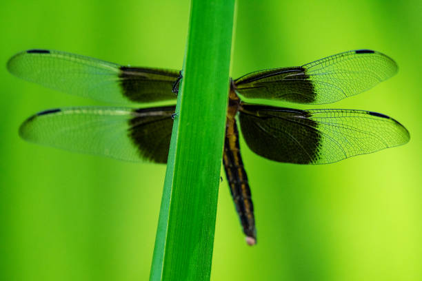 istock A female widow skimmer dragonfly rests on a reed. 1410511905