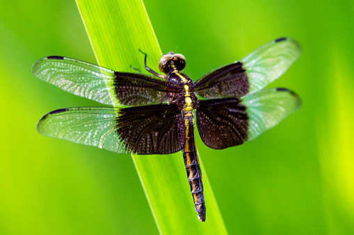 Dragonfly perched on dry branch with back background.