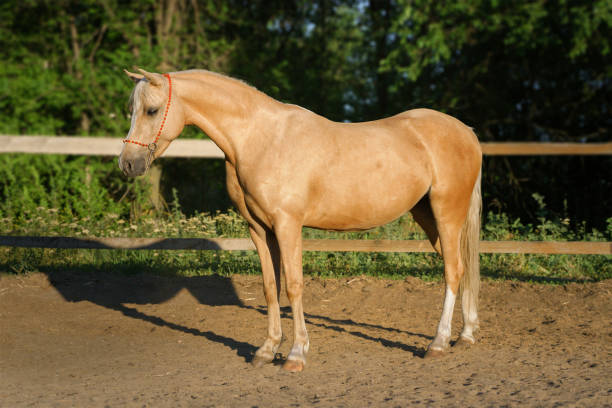 istock Welsh palomino pony in show stand 1410513656