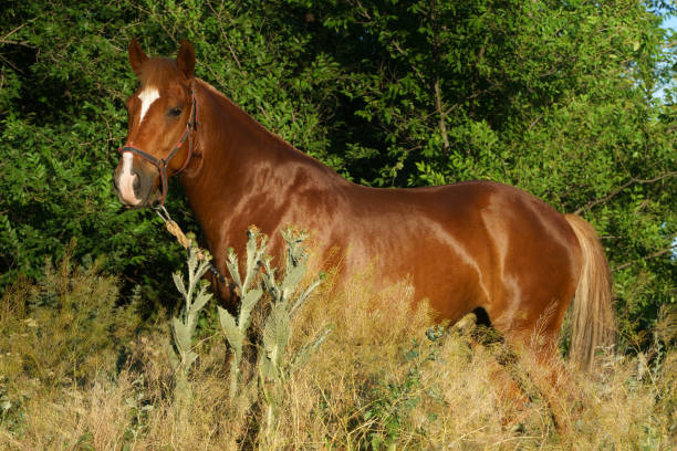 el caballo сhestnut se para en los arbustos - barb horse fotografías e imágenes de stock