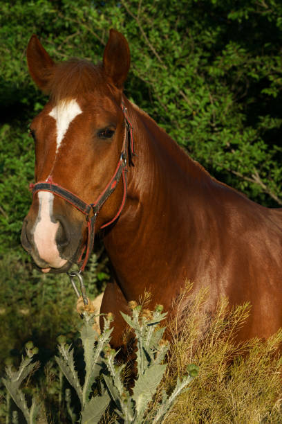 koń сhestnut stoi w krzakach - barb horse zdjęcia i obrazy z banku zdjęć