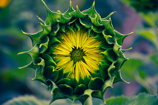 Close-up shot of a beautiful blooming sunflower at sunset. sunflower bud.