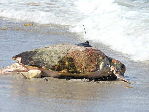 istock Loggerhead sea turtle (Caretta caretta) returning to the Atlantic Ocean with its tracking device on its shell 1410513790