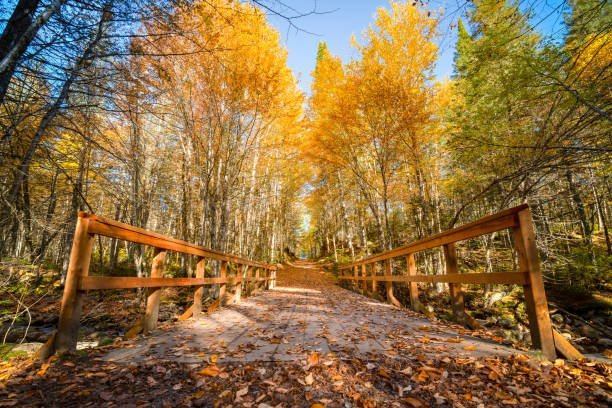 Photo of Autumn and golden foliage accross the wooden bridge