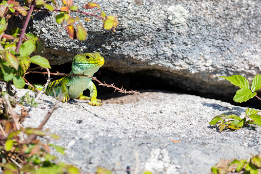 Ocellated lizard coming out of cave