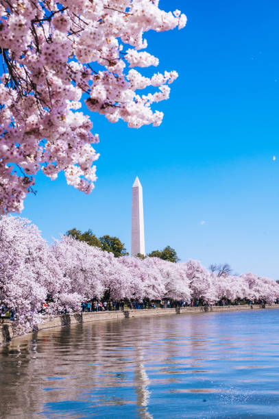 cherry blossom festival - national monument - tidal basin - washington dc - spring vertical cherry blossom color image imagens e fotografias de stock