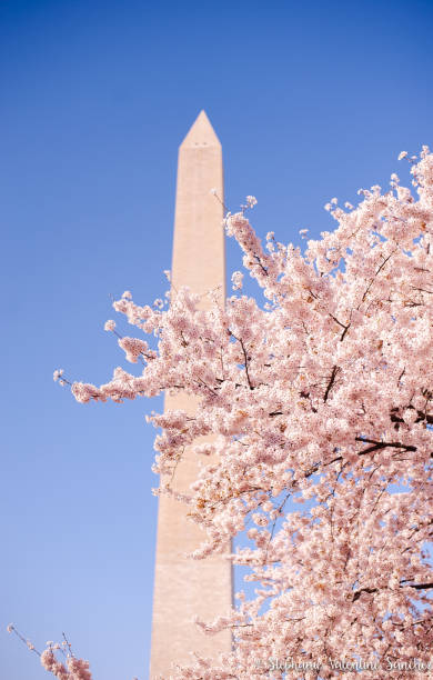 cherry blossom festival - washington dc - national monument - cherry valentine 個照片及圖片檔