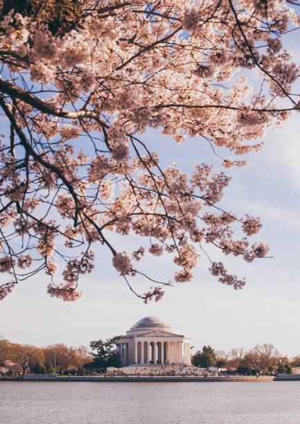 фестиваль цветения сакуры - вашингтон, округ колумбия - приливный бассейн - мемориал джефферсона - spring vertical cherry blossom color image стоковые фото и изображения
