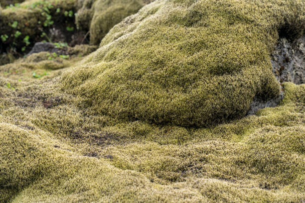 istock Myrdalsjokull landscape with lava field covered with moss 1410515057