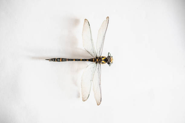 Black and yellow dragonfly on a white background. From above