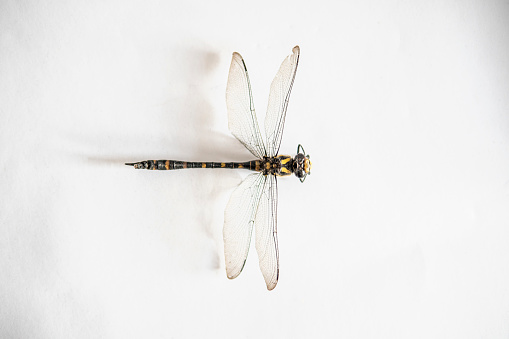 Black and yellow dragonfly on a white background. From above