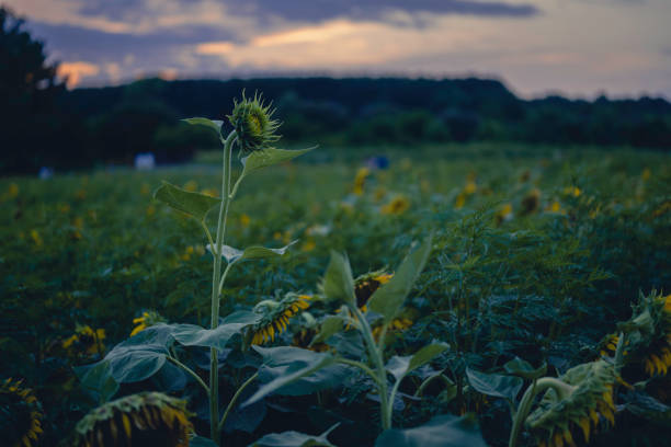 Sunflowers during golden hour and sunset in Raleigh, NC
