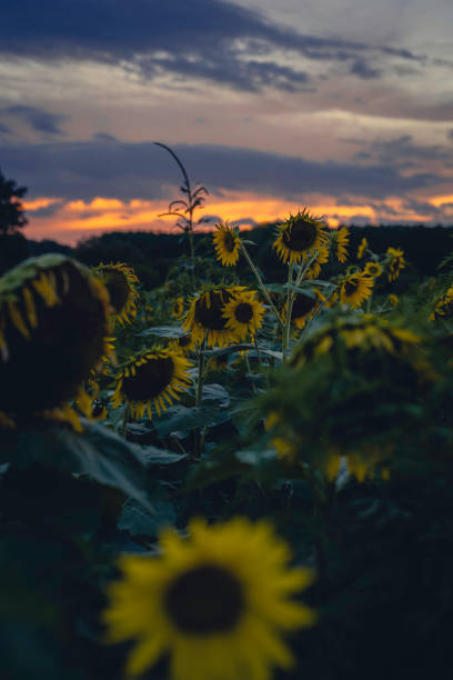 istock 20220720-Sun_Flowers 1410518288