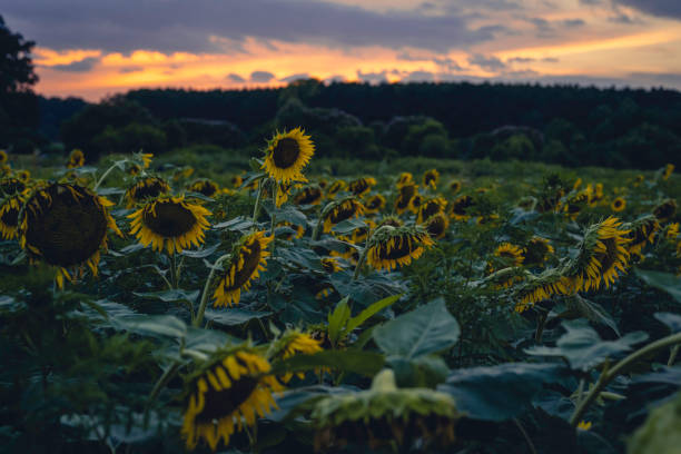 istock 20220720-Sun_Flowers 1410518289