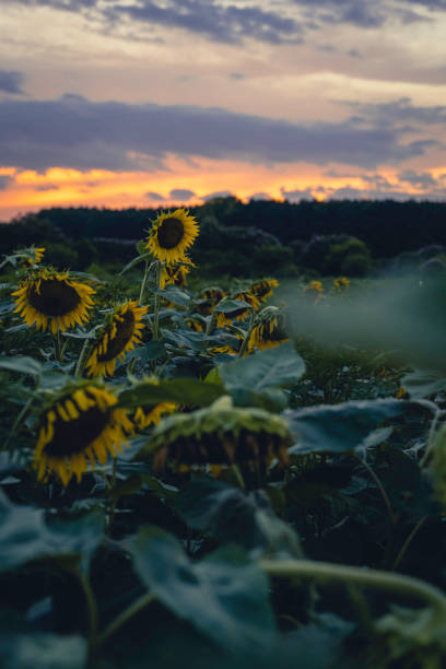 istock 20220720-Sun_Flowers 1410518292