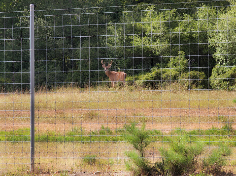 Beautiful buck watches from behind a game reserve fence.  Velvet is on his horns.   East Texas, USA.