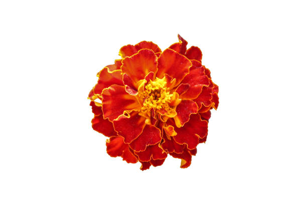 istock Red Marigold flower bloom, blossom isolated on white background 1410518364