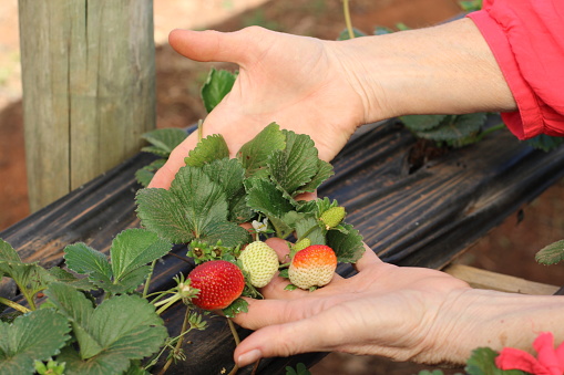middle-aged woman picking strawberries