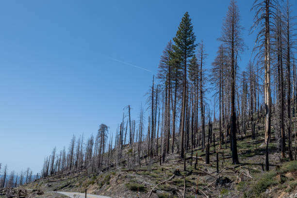 istock Still standing, burnt trees on higway 120 1410521248