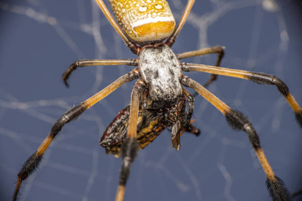 złota kula tkacz z ofiarą - orb web spider zdjęcia i obrazy z banku zdjęć