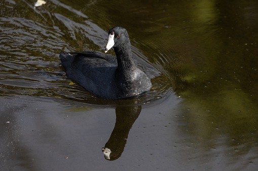 Common Coot swimming in water