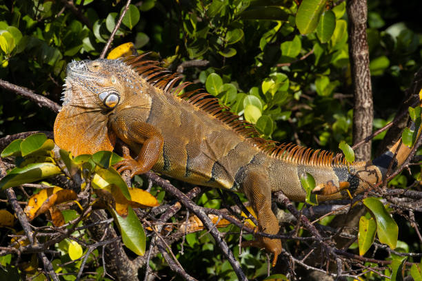 istock Iguana Invasive Species Large Animal 1410521324