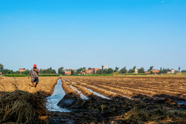Egyptian farmer walking by irrigation canals on a farm on a sunny summer day and peasant houses in the background with a clear sky