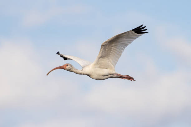 istock White Ibis flying in a blue sky 1410521629