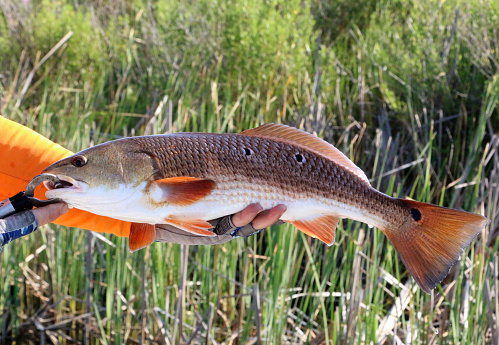 a fisherman holding up a redfish he just caught