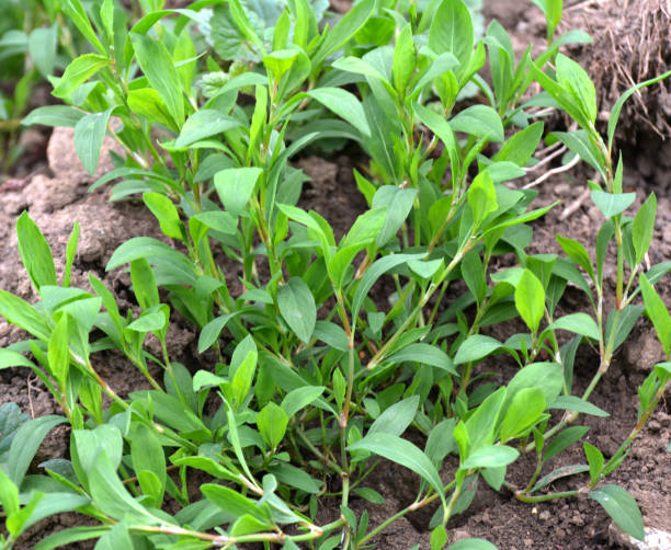 istock In spring, the green grass Polygonum aviculare grows 1410523264