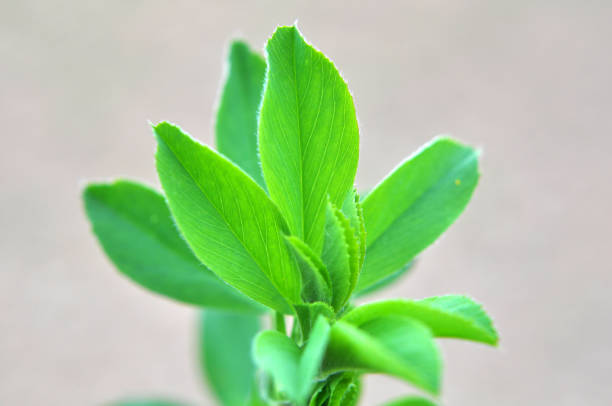 istock In the spring field young alfalfa grows 1410523380