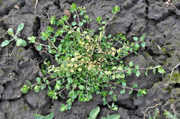 istock In the spring, Stellaria media grows in nature 1410523383