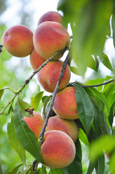 istock On the tree branch ripe peach fruits 1410524656