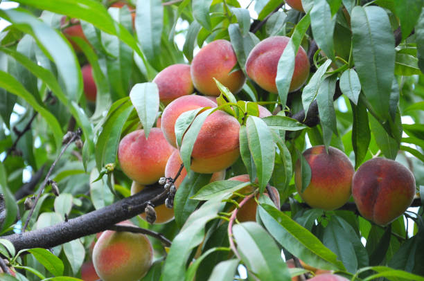 istock On the tree branch ripe peach fruits 1410524660