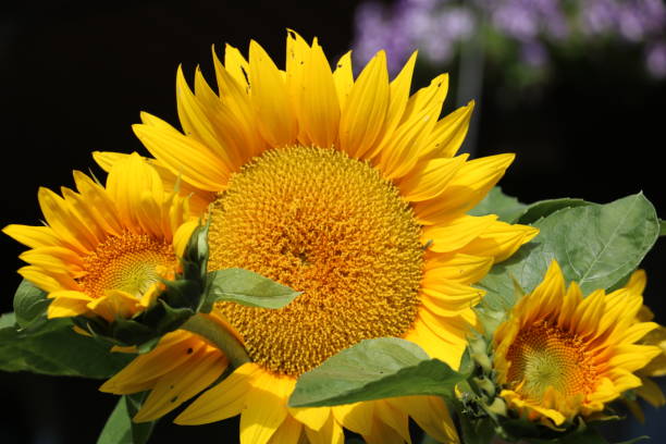 istock Close up of a blooming sunflower 1410525882