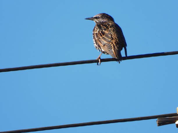 The Starling on a powerline in the Mallee Country