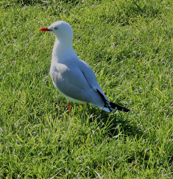istock Seagull on some grass at the beach. 1410527902