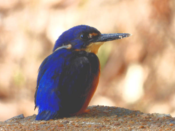 The Azure Kingfisher in the Mallee Country