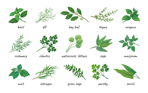 stockillustraties, clipart, cartoons en iconen met herbal leaves icons. aromatic plants. thyme and rosemary. natural parsley. sage and mint. medicine or cooking organic spice. oregano and coriander. herb stems. vector illustration set - wilde marjolein illustraties