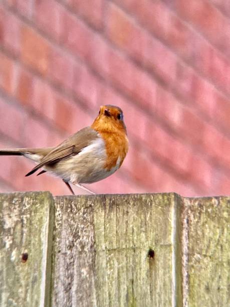 istock British red Robin perched on a garden fence 1410528135