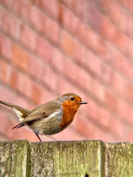 istock Side profile of a British red Robin perched on a garden fence 1410528138