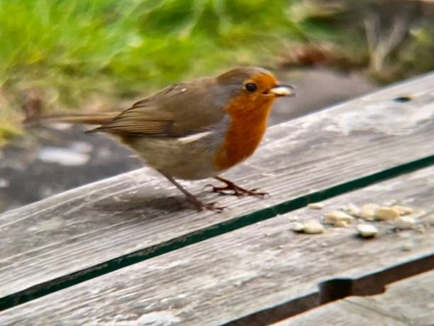 istock British red Robin standing on garden bench eating ground nuts 1410528177