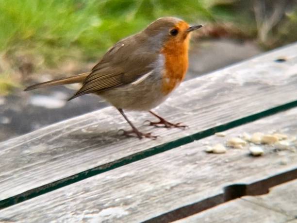 istock British red Robin standing on garden bench 1410528182