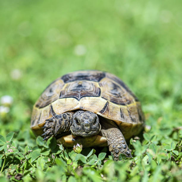 tortuga bebé caminando hacia la cámara en la hierba del jardín - turtle grass fotografías e imágenes de stock