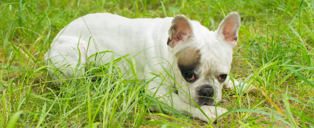 180+ Bulldog Frances Stock Photos, Pictures & Royalty-Free Images - iStock