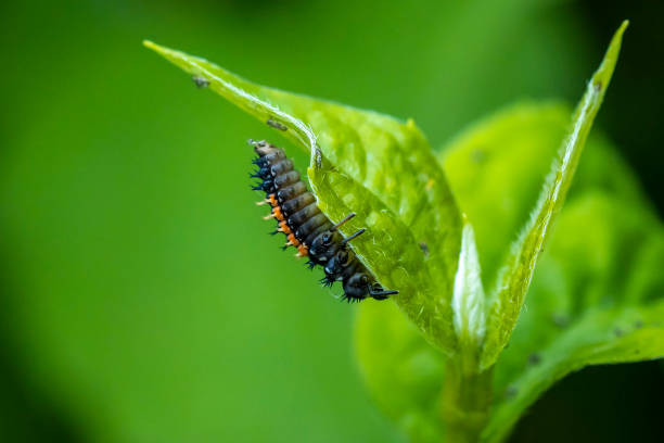 istock Ladybug larva insect Coccinellidae closeup 1410528912