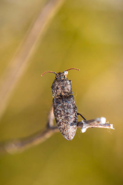 istock Agrypnus murinus, a species of click beetle 1410528918
