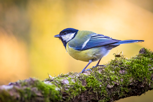 Closeup portrait of a Great tit bird, Parus Major, perched on wood in bright sunlight